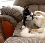 ADORABIL! Pui de pisica jucaus vs motan care doarme. Cine credeti ca va castiga? VIDEO